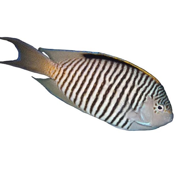 Black Spot Angelfish