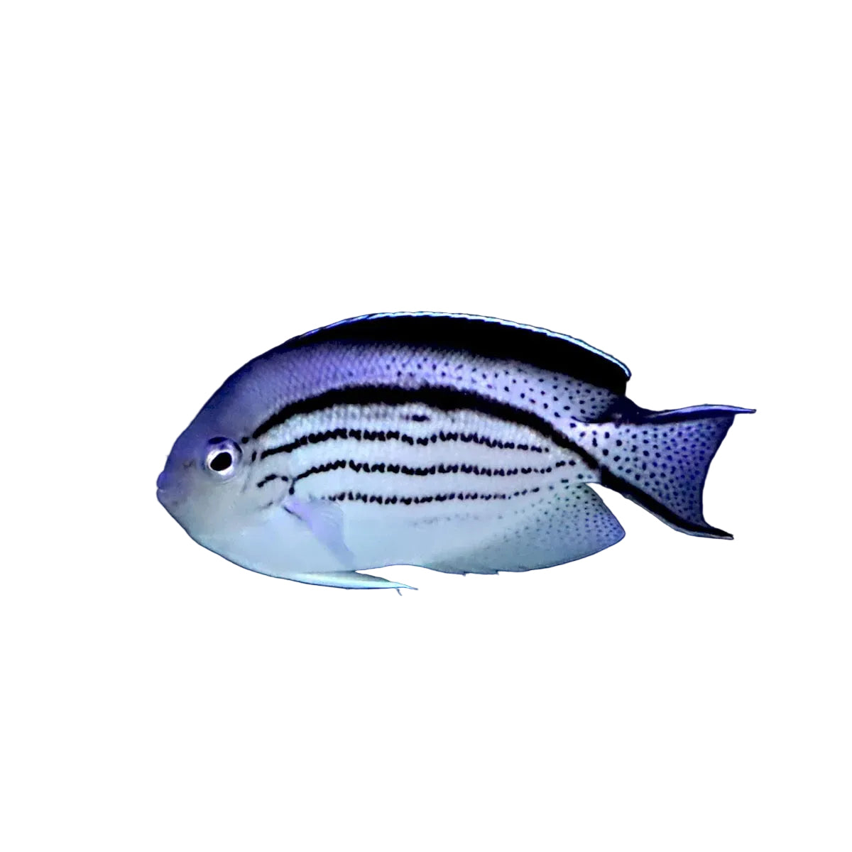 Lamarck’s Angelfish