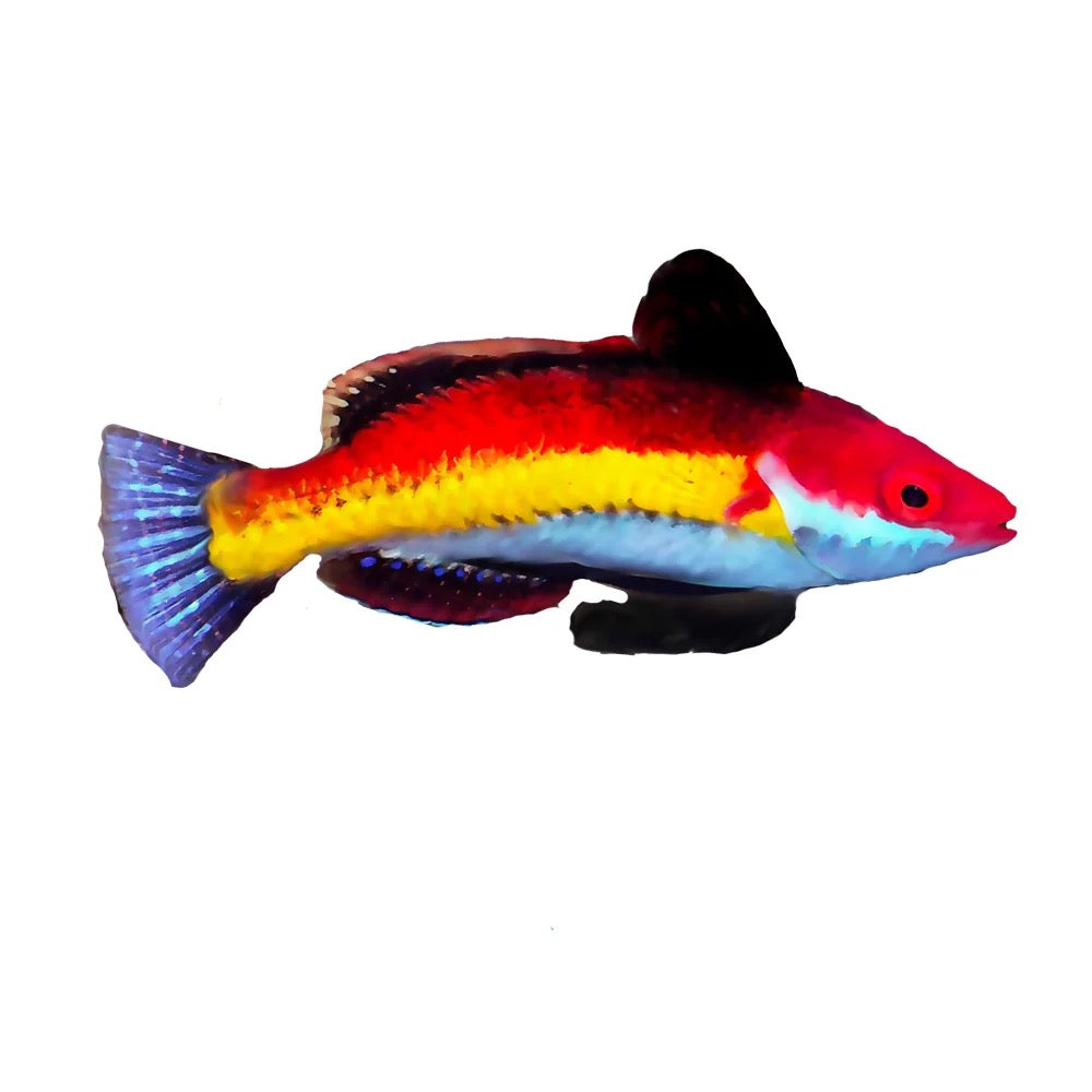 Naoko's Fairy Wrasse