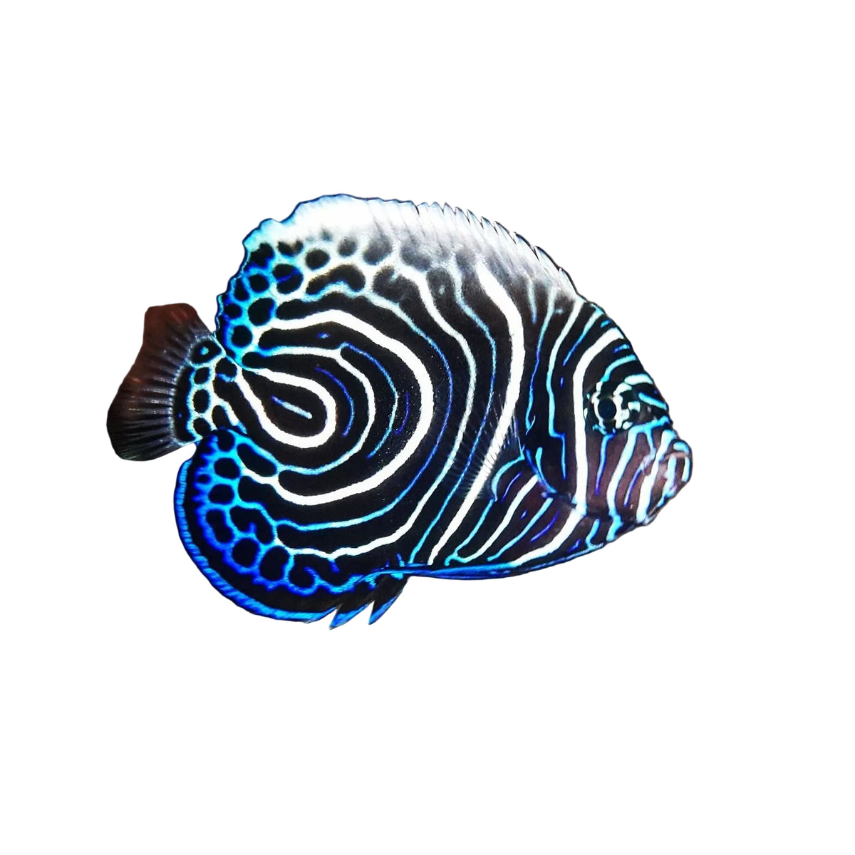 Emperor (İMPARATOR) Angelfish