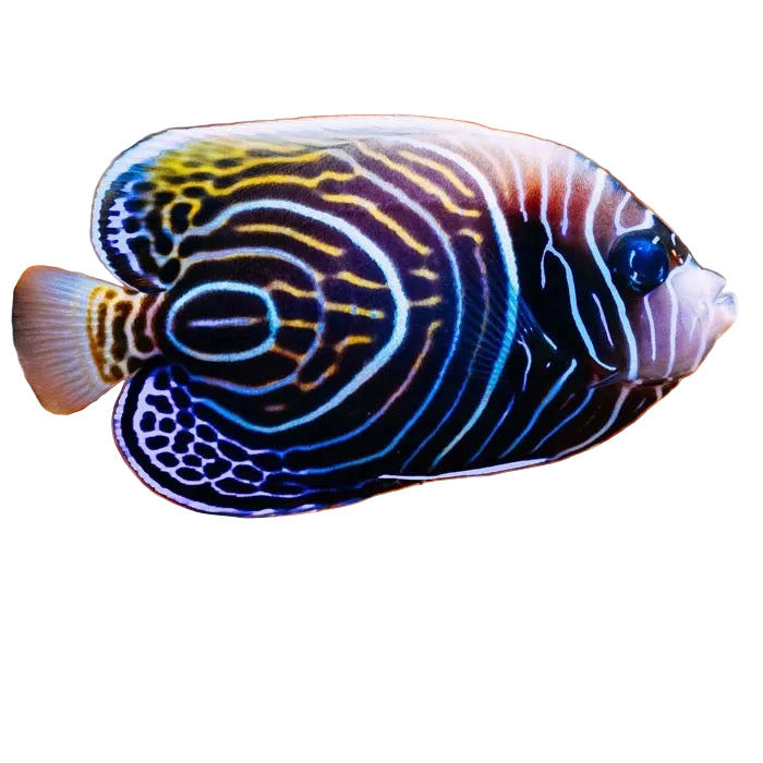 Emperor (İMPARATOR) Angelfish