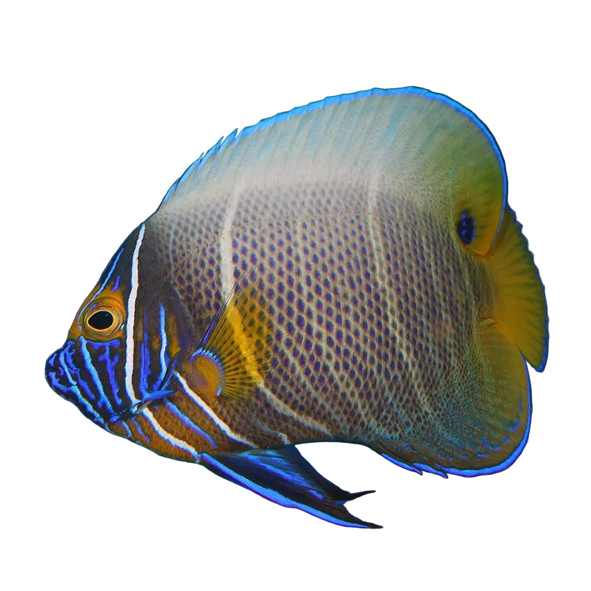 Blueface Angelfish