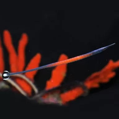 Janss' Pipefish