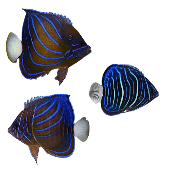 Blue Ring Angelfish