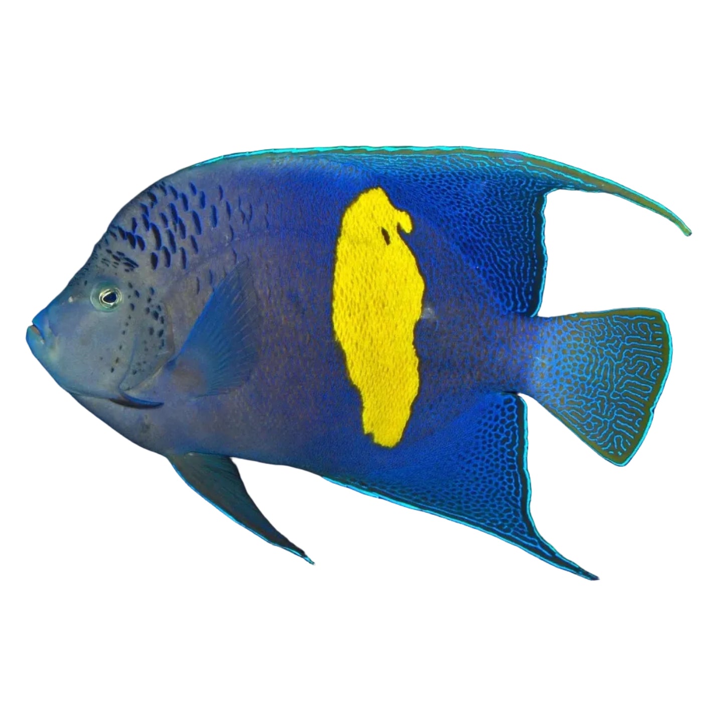 Maculosus Angelfish