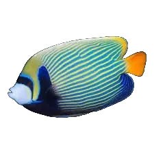 Emperor Angel Adult