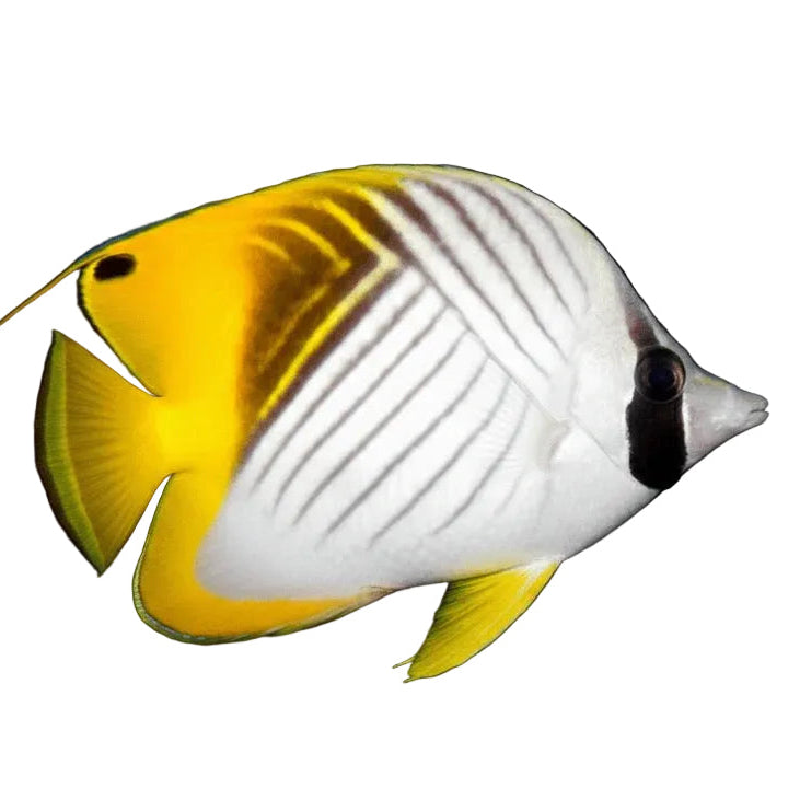 Threadfin Butterflyfish