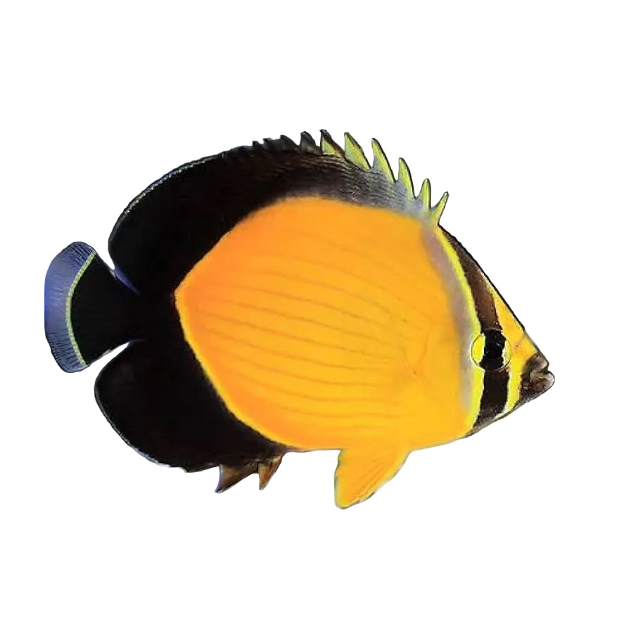 Arabian Butterflyfish