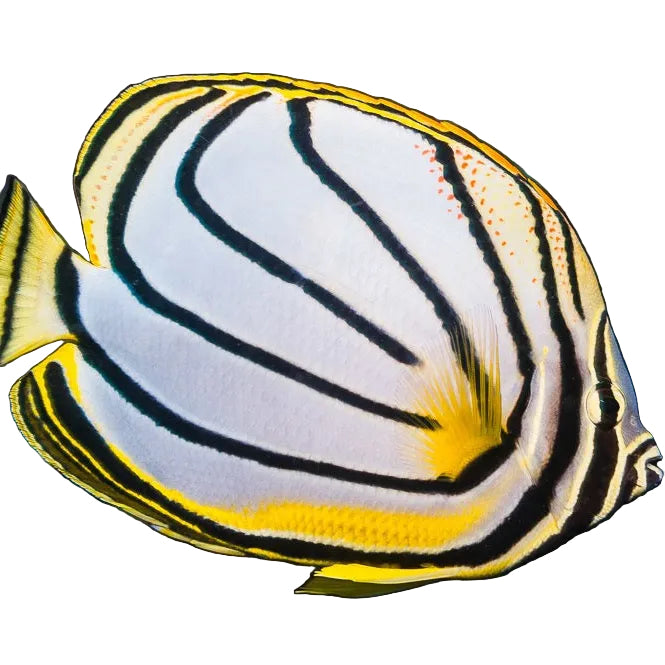 Meyer's Butterflyfish