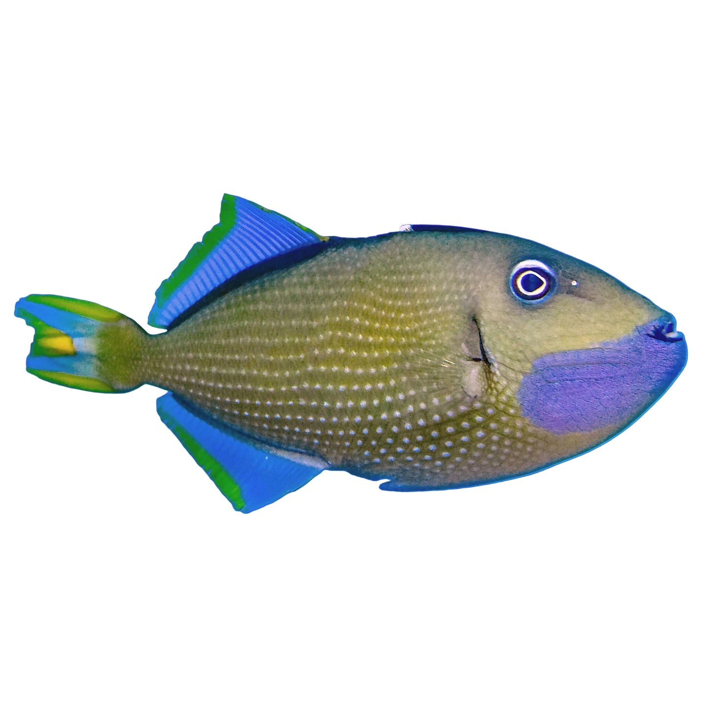 Blue Throat Triggerfish