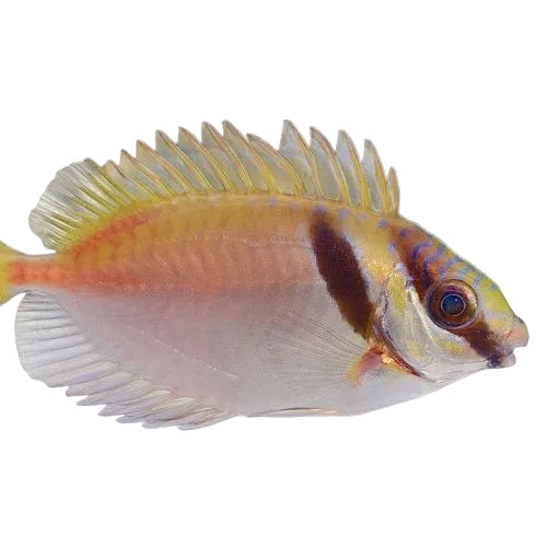 Two-Barred Rabbitfish