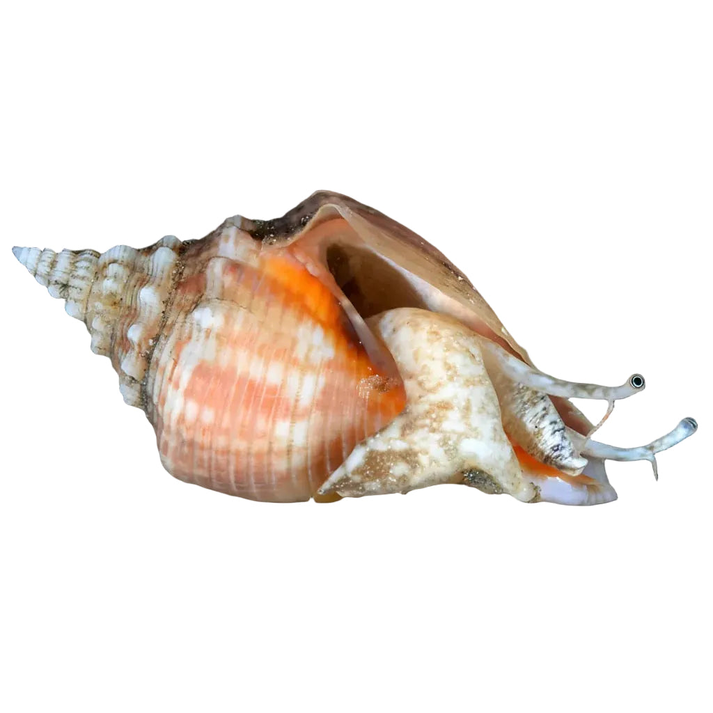 Conch İthal (Fighting)