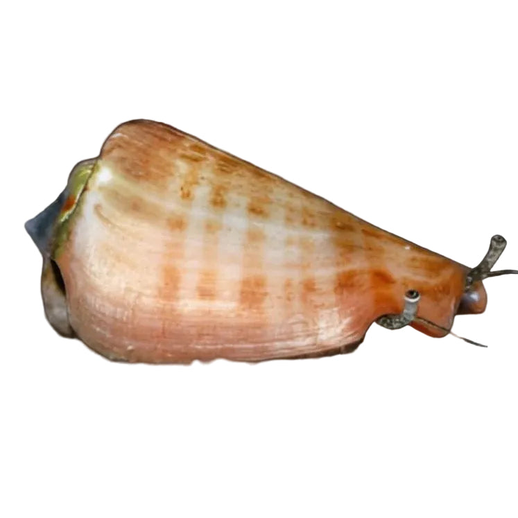 Çilek Salata