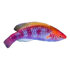 Lubbock's Fairy Wrasse