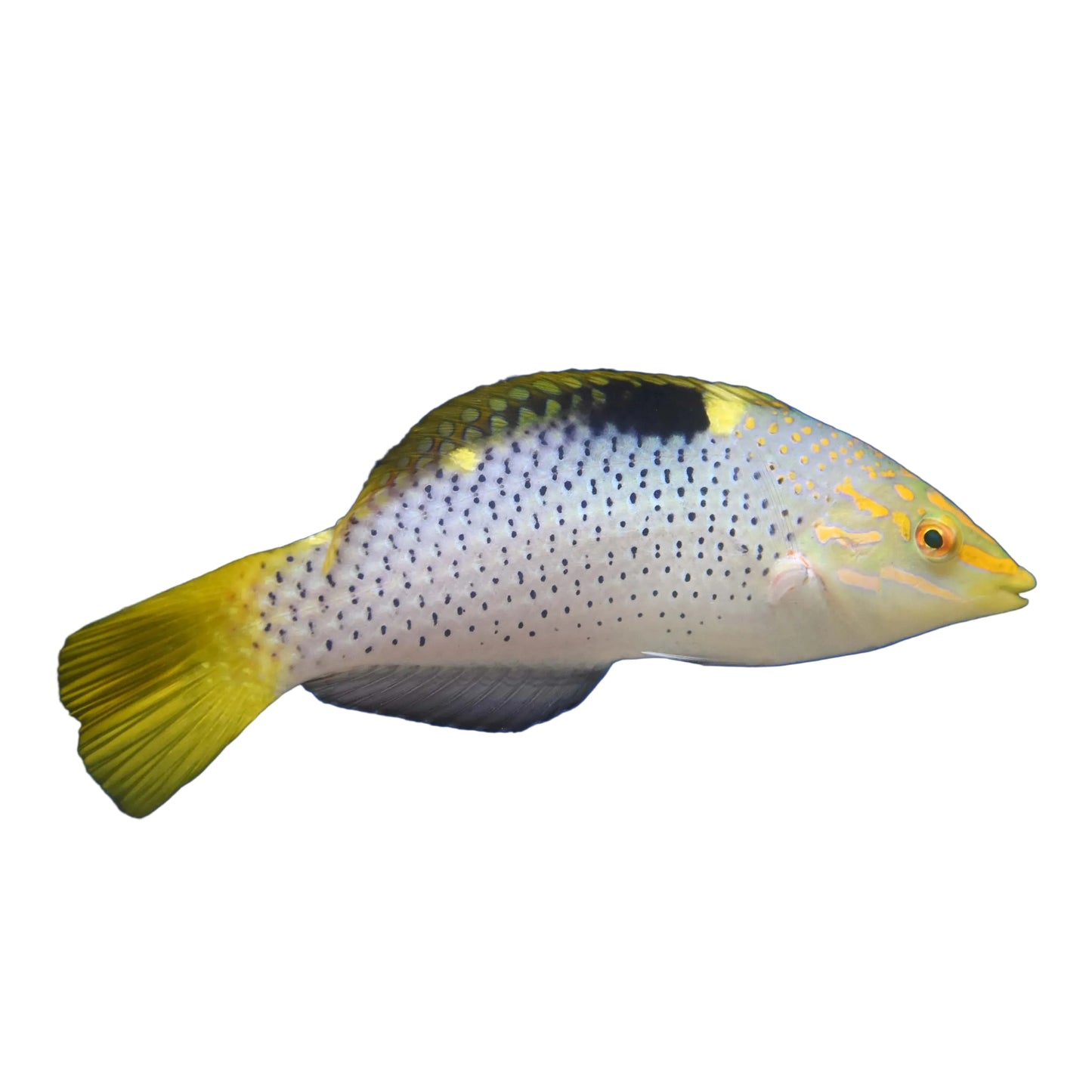 Checkerboard Wrasse