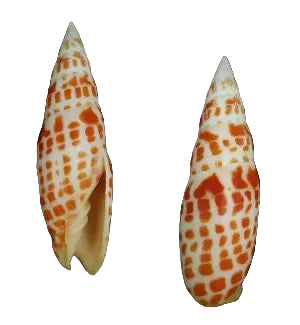 العمامة الكبرى