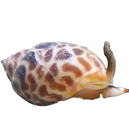 Orange Spotted Snail (Babylonia lutosa)