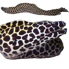 Tessalata Eel (Leopar)