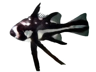 Black Snapper