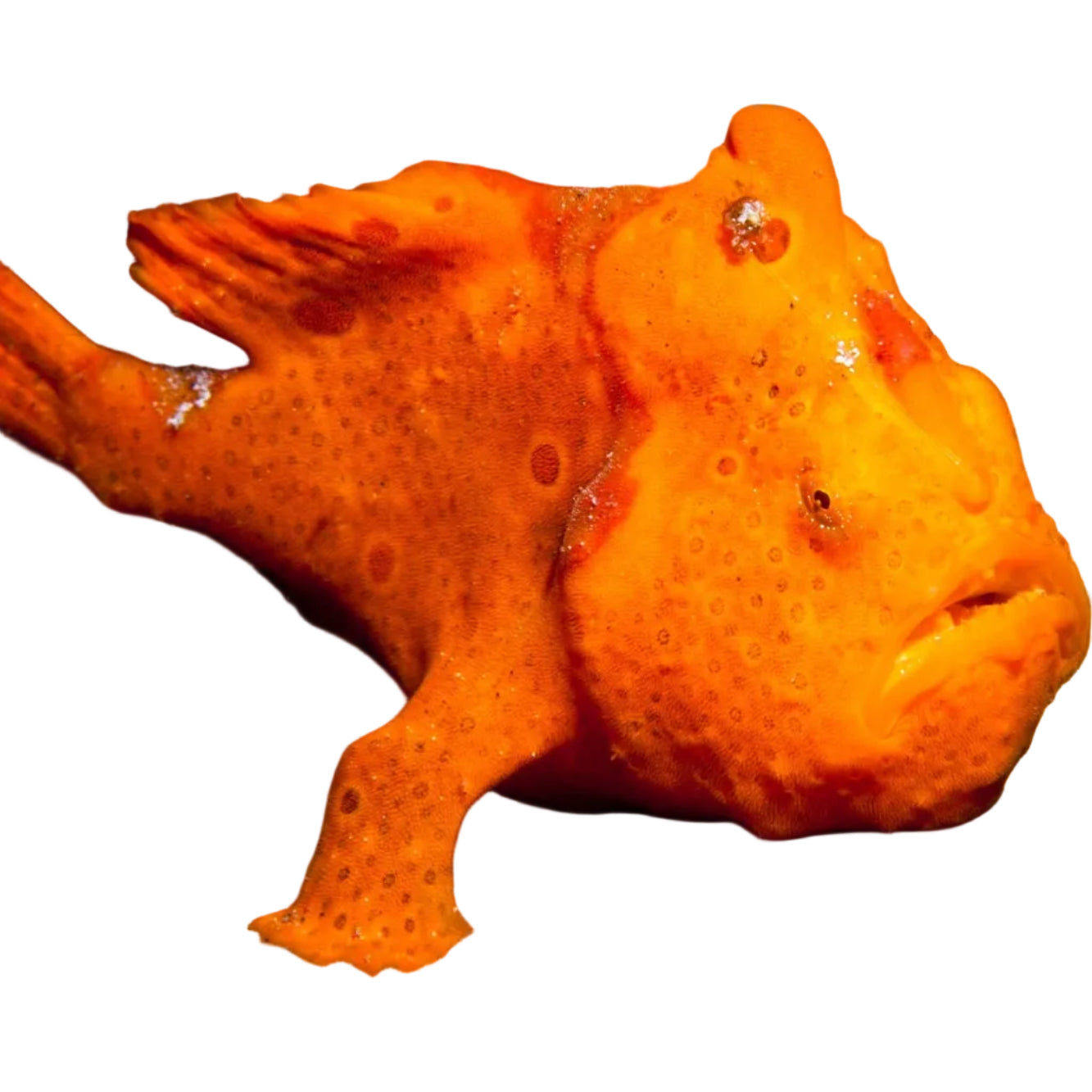 ضفدع البحر