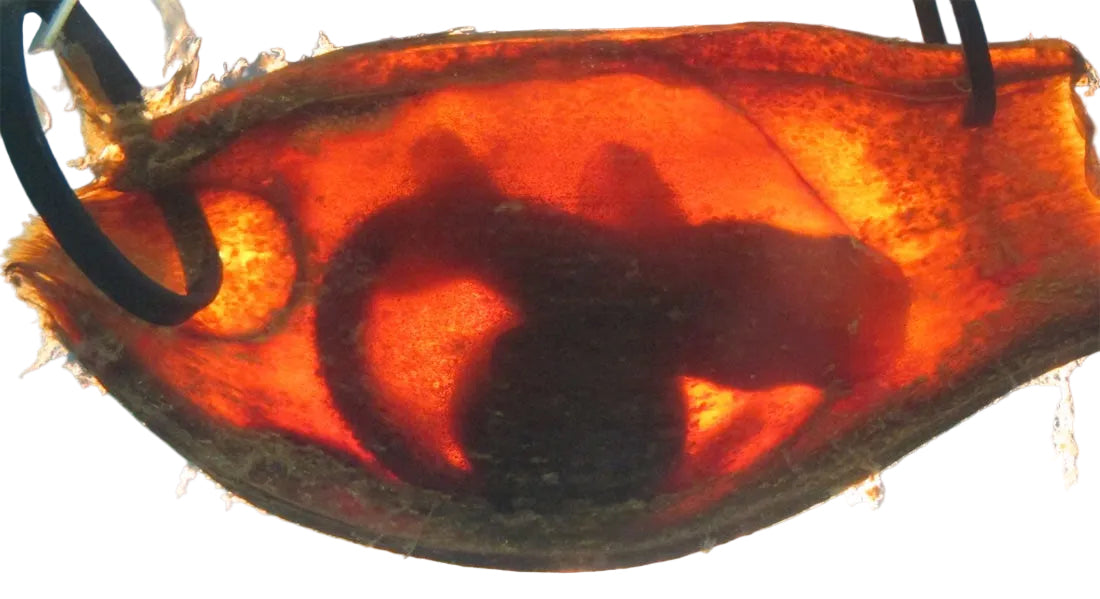Bamboo Shark Egg