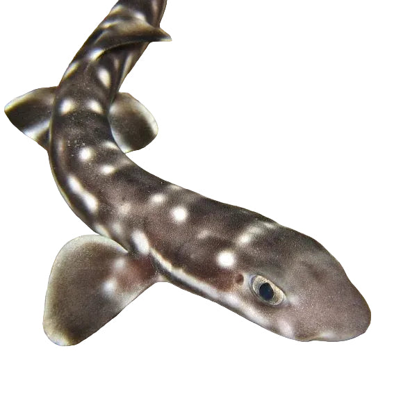 Coral Cat Shark