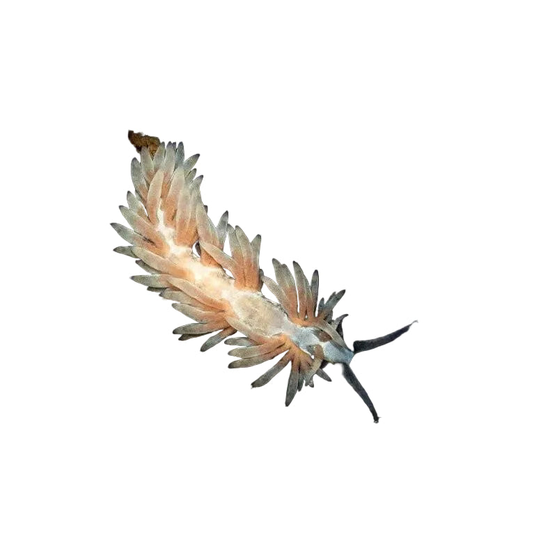 Berghia (Aptasia Eater)