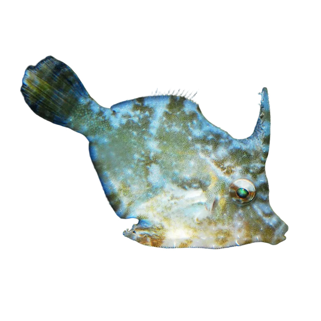 Matted Filefish (Aptasia Eater)