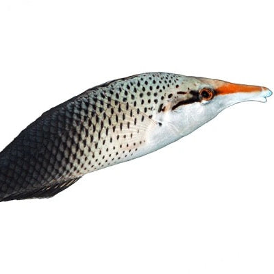Brown Bird Wrasse