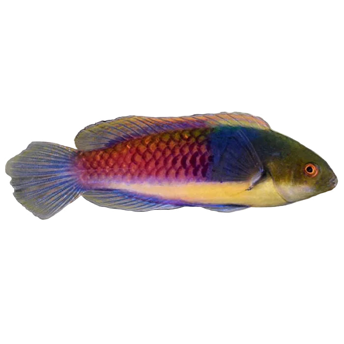BlueSide Fairy Wrasse