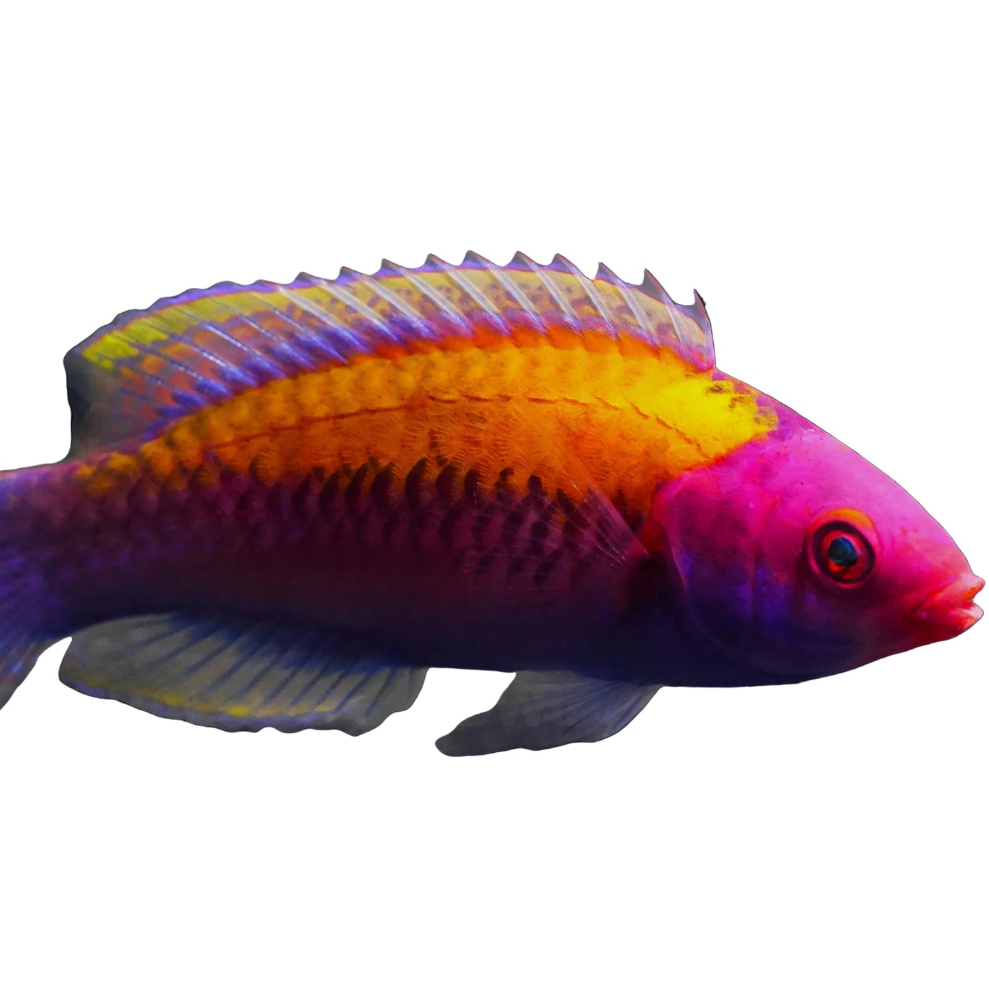 Orange Back Fairy Wrasse