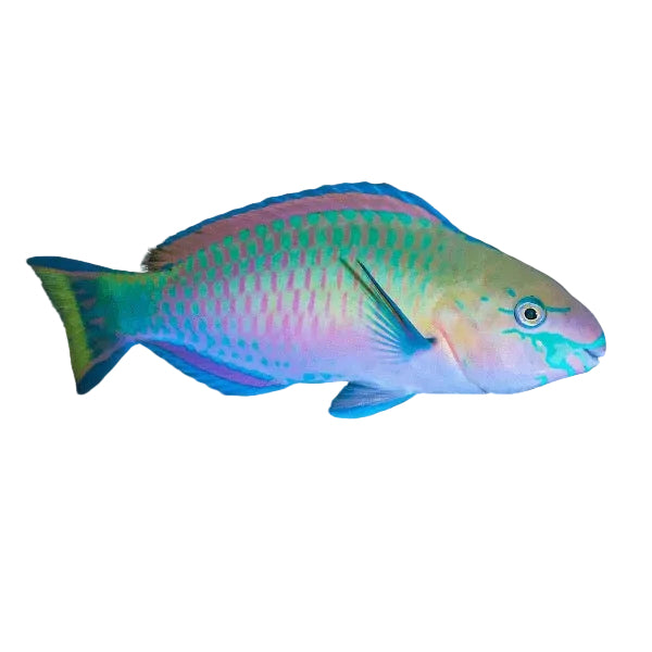Scarus quoyi (Parrot Fish)