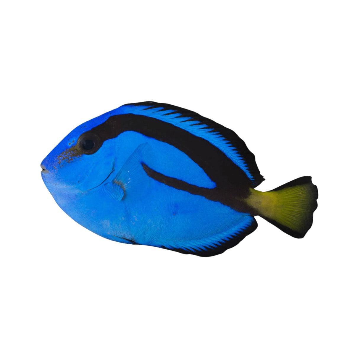 Blue Tang