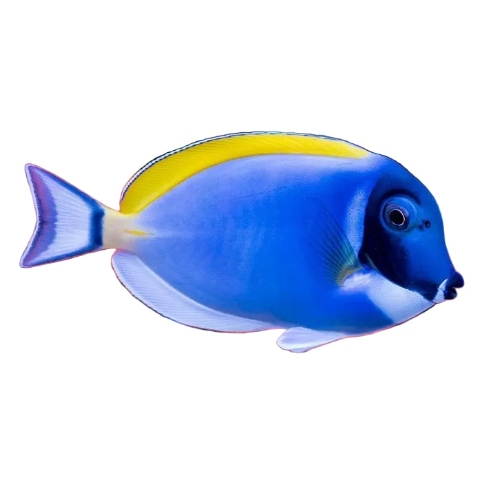 Powder Blue Tang