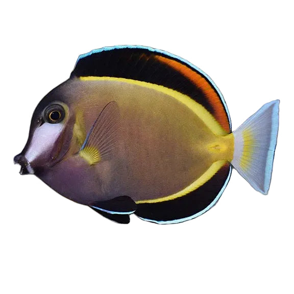 Acanthurus nigricans