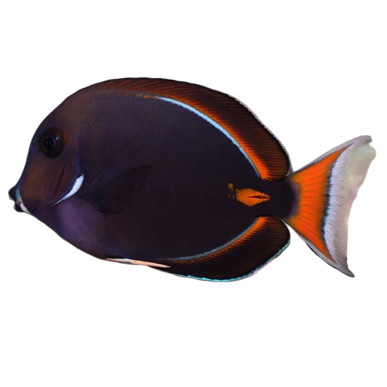 Achilles Tang