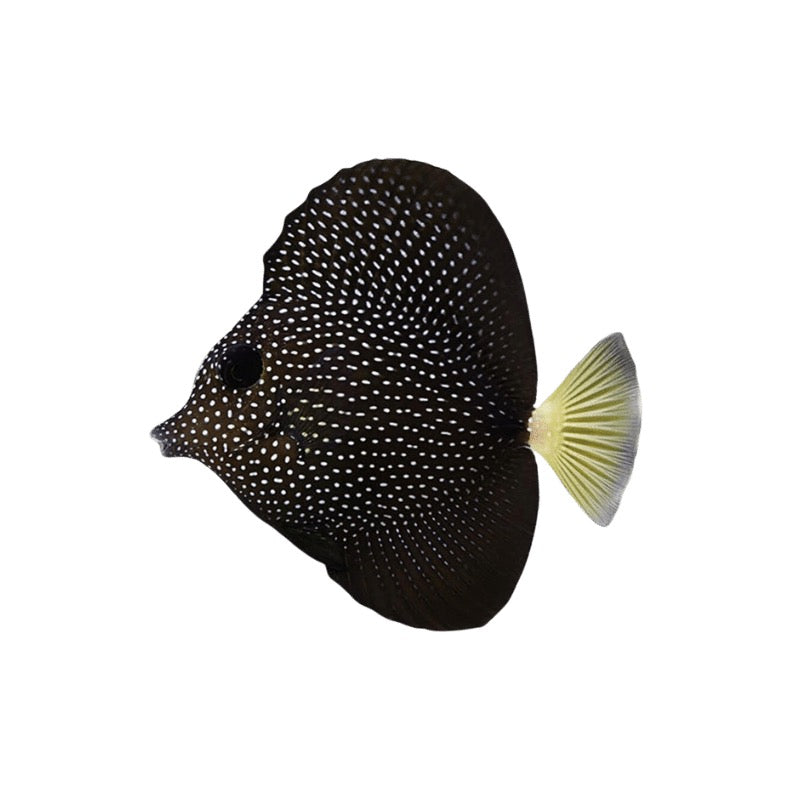 Gem Tang