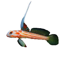 Yasha Goby