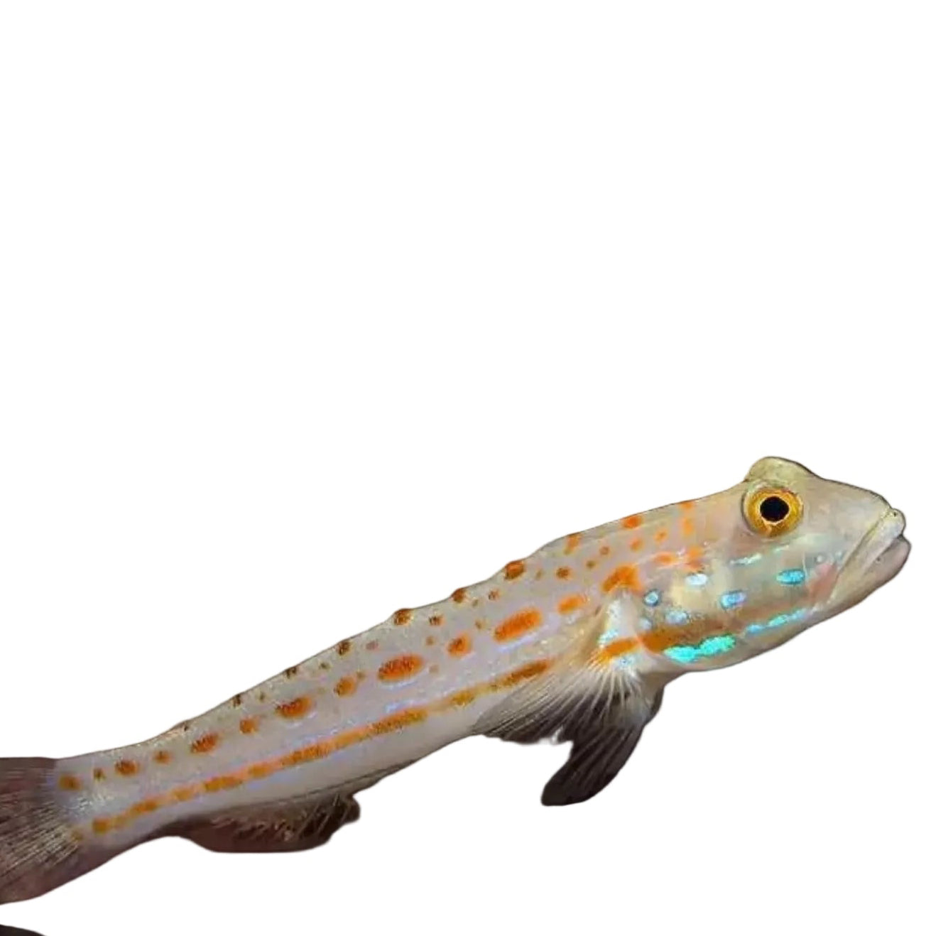 Orange Spotted Sand Goby