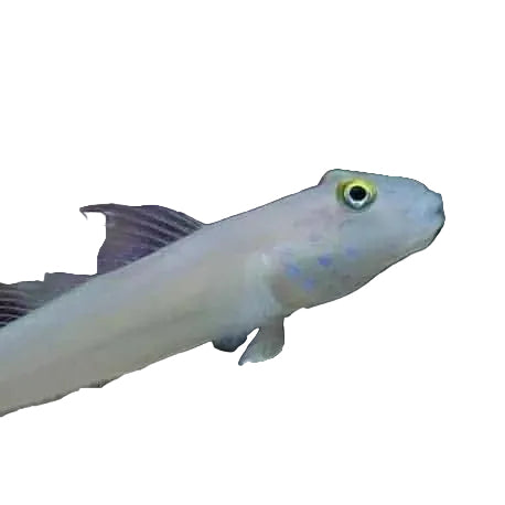 White Glider Goby (Blue Dot Goby)