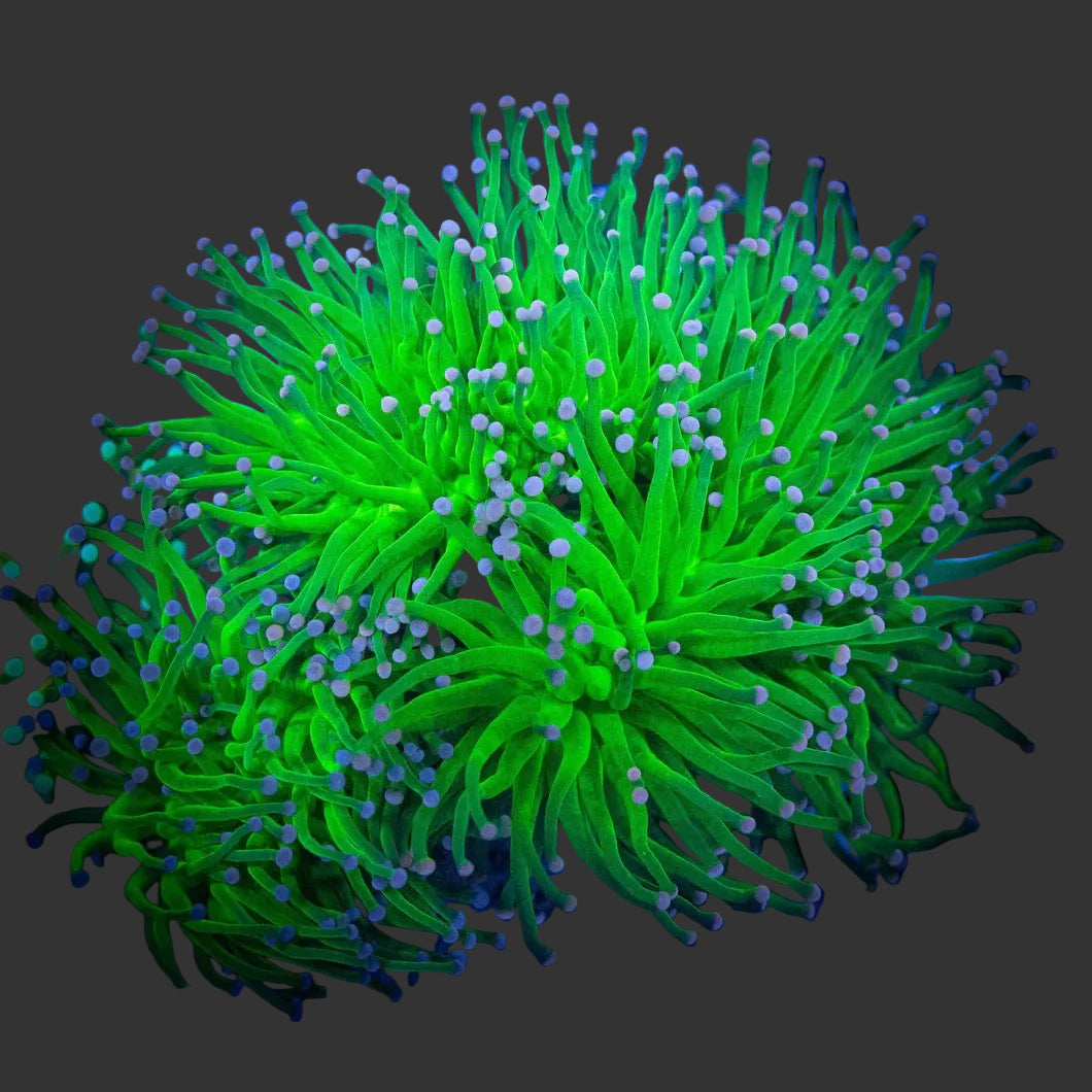 Green Torch (Metallic Color)