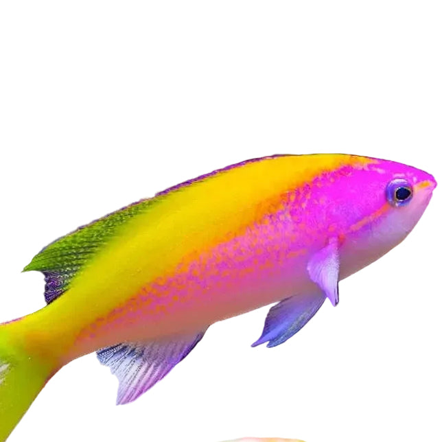 Evansi Anthias