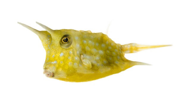 Longhorn Cowfish