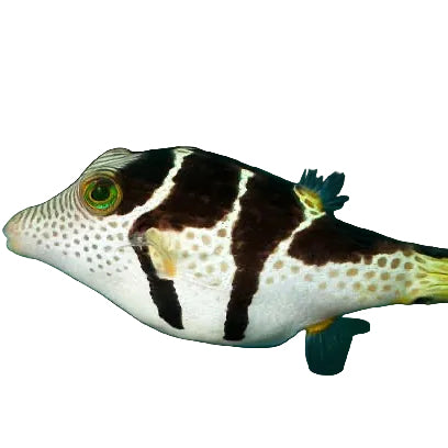 Valentini Puffer