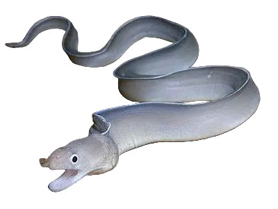 أنقليس الشبح