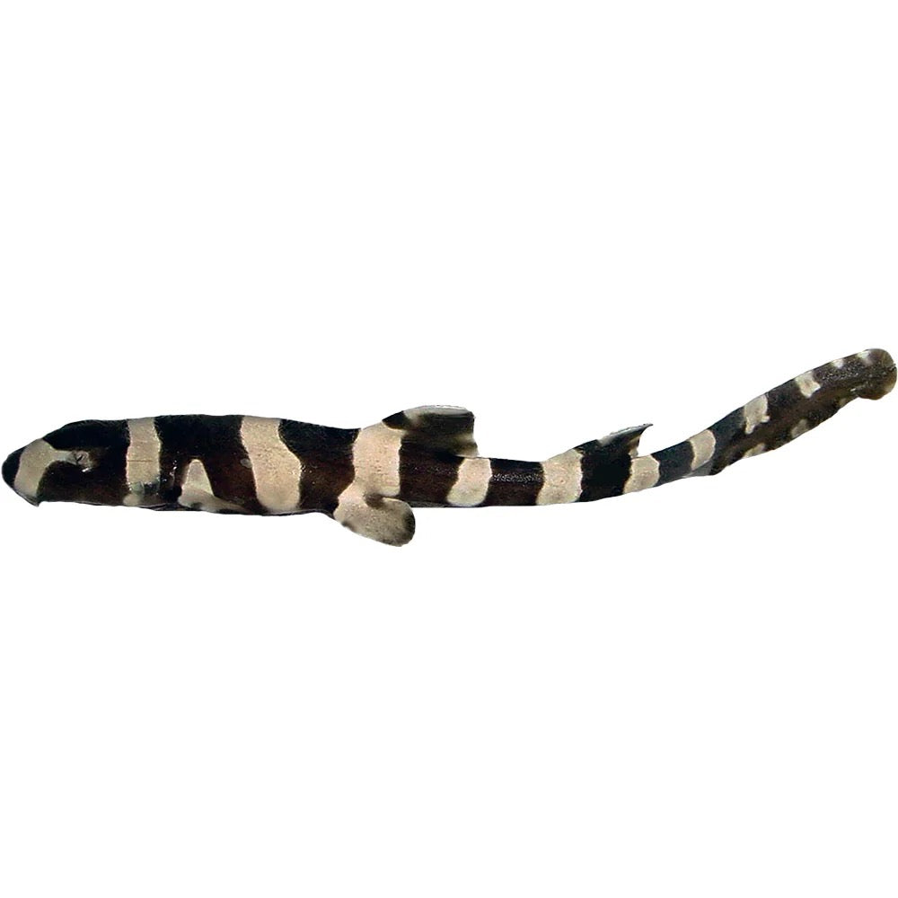 Bamboo Shark
