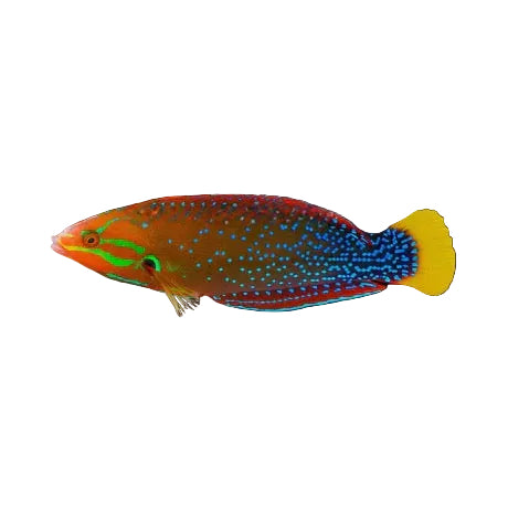 Coris Wrasse