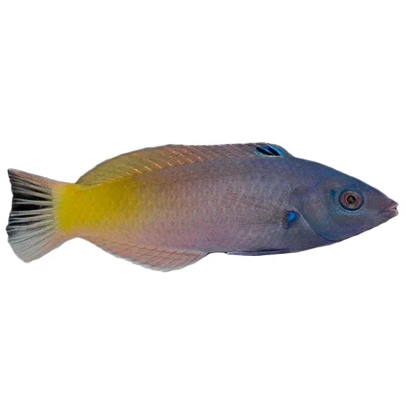 Twotone Wrasse