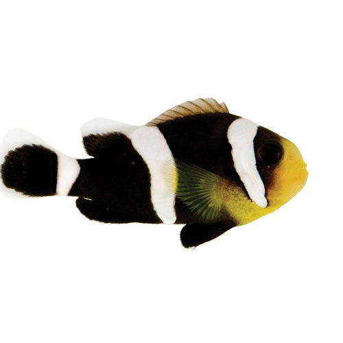 Saddleback Clownfish