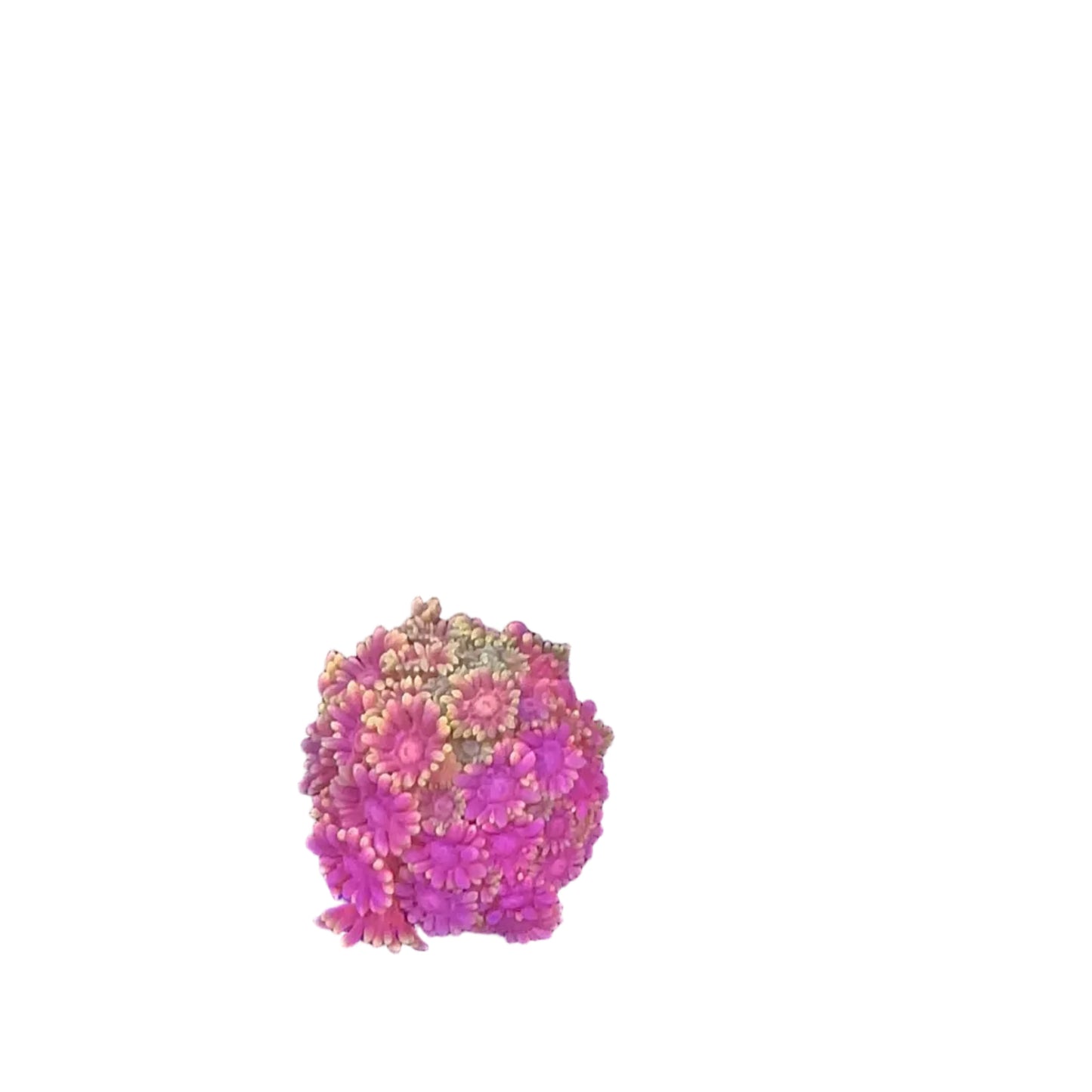 Goniopora Multicolor